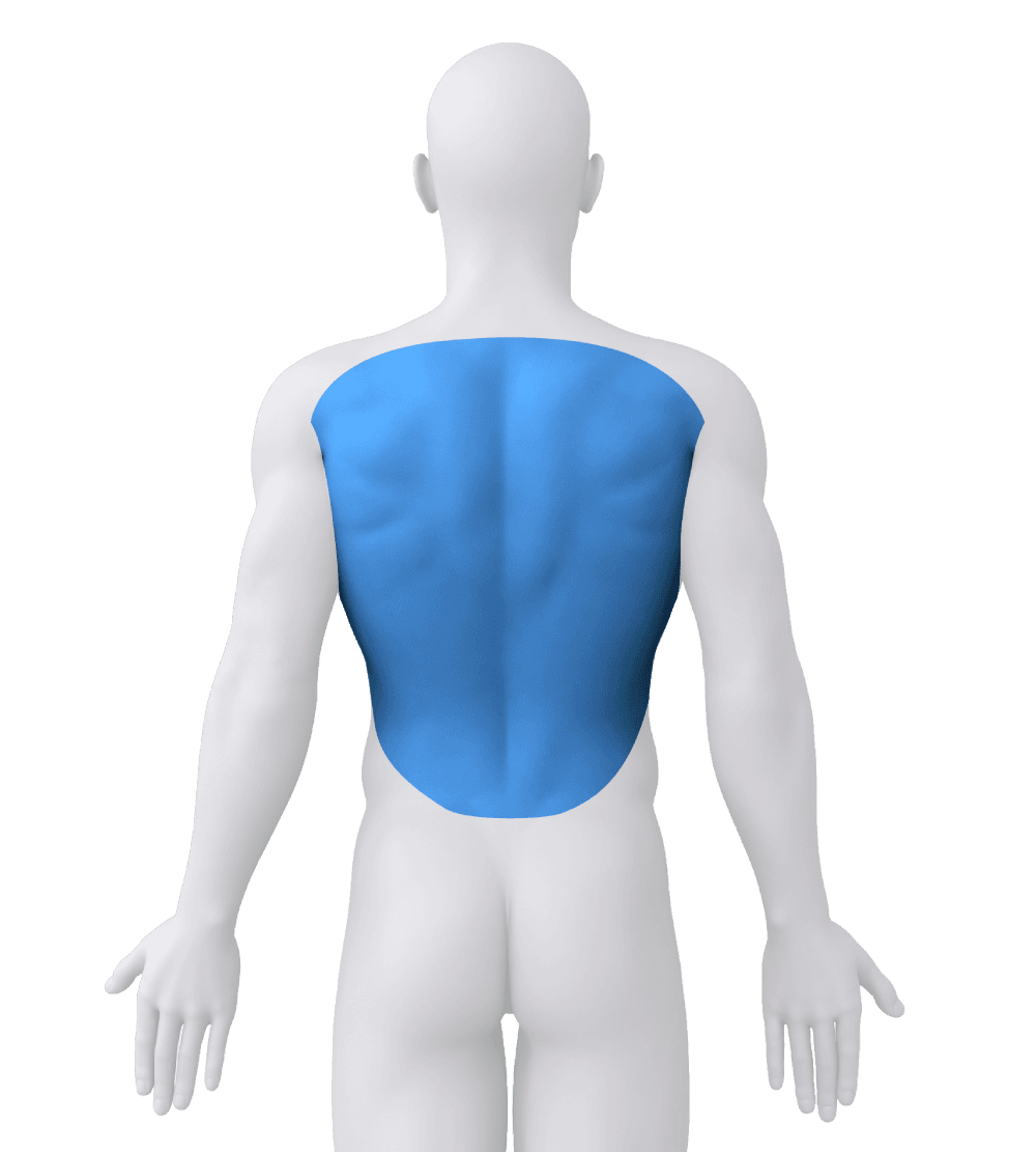 Body figure with the back highlighted in blue