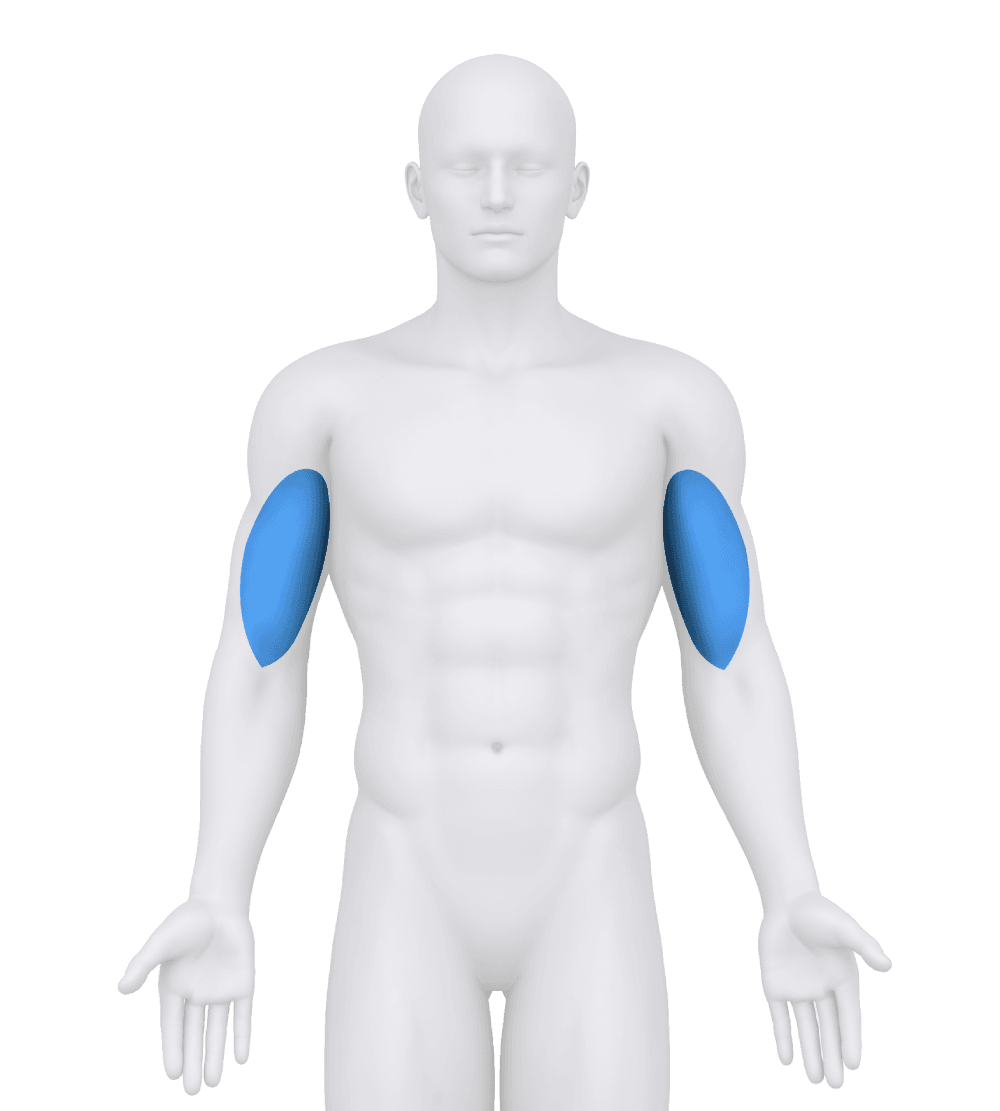 Body figure with the biceps highlighted in blue