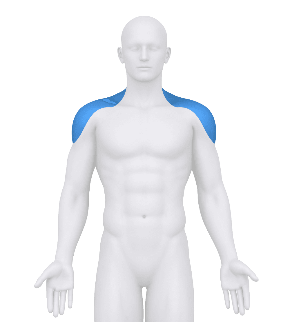 Body figure with the shoulders highlighted in blue