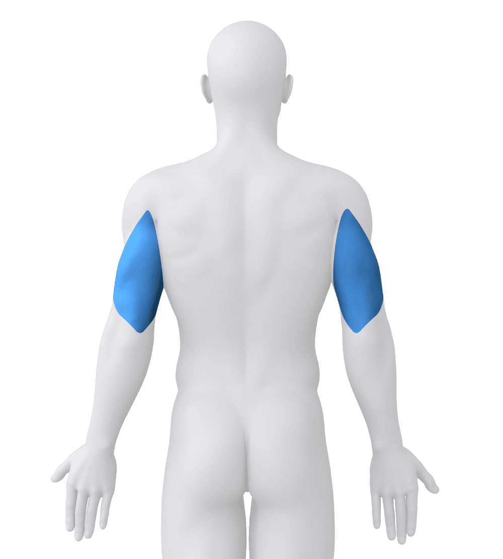 Body figure with the triceps highlighted in blue